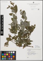 Foto von Salix myrsinifolia Salisb.